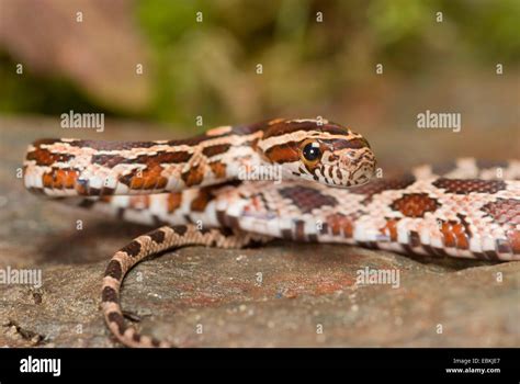 Corn Snake Elaphe Guttata Pantherophis Guttatus Portrait Stock