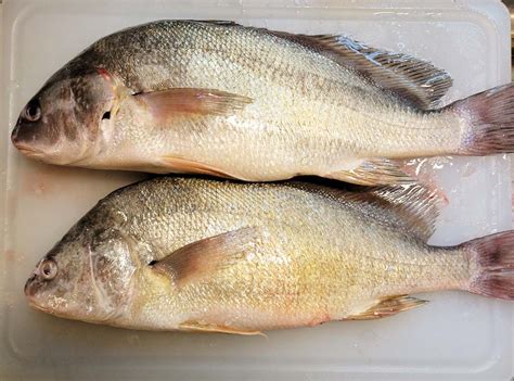 Eating Freshwater Drum Gaspergou Freshwater Drum Recipe