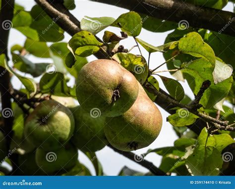 Close Up Of Pears Growing And Maturing On Branches Of The Pear Tree