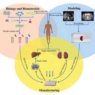 Organ 3D printing process. Reproduced under open access from [19] MDPI ...