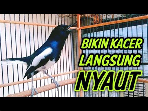 Pancingan Ampuh Bikin Kacer Langsung Nyaut Dengar Ini Pancingan