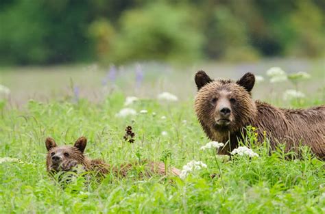 Great Bear Rainforest Conservation | BC