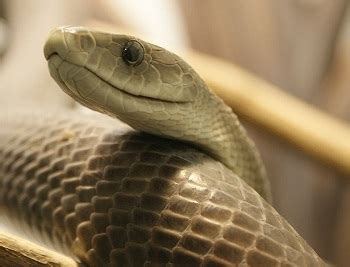 8 Images Black Mamba Facts For Kids And View - Alqu Blog