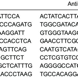 The siRNA expression vector pRNAT-U6.1/Neo used in the present study ... 