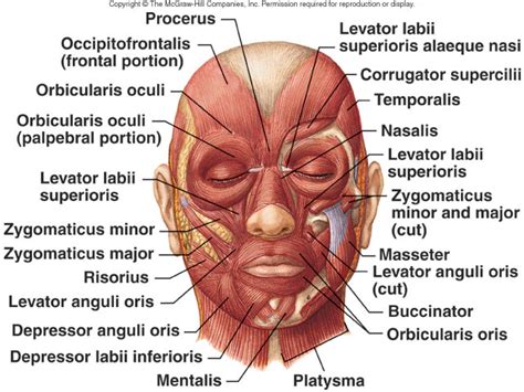 Muscles Of The Face Origins Insertions Actions Diagram Quizlet