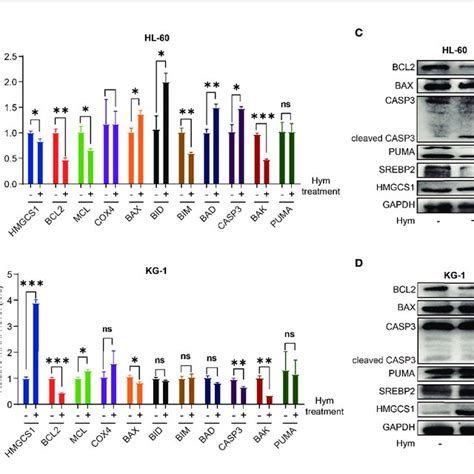 Impact Of Hymeglusin On The Expression Levels Of Apoptosis Related