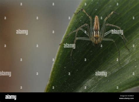 Oxyopes Quadrifasciatus Hi Res Stock Photography And Images Alamy