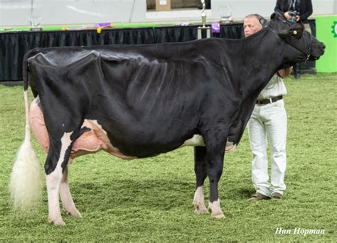 But Butz Gold Barbara Grand Champion World Dairy Expo Embryosale Embryos