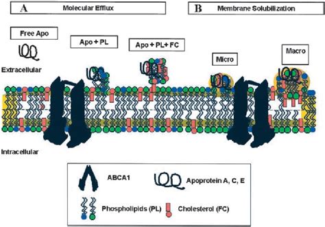 Figure From Role Of Abca In Cellular Cholesterol Efflux And Reverse