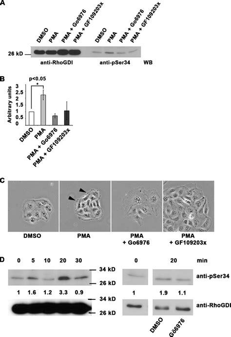 Serine 34 Phosphorylation Of RhoGDI Is A Regulator Of PKCmediated