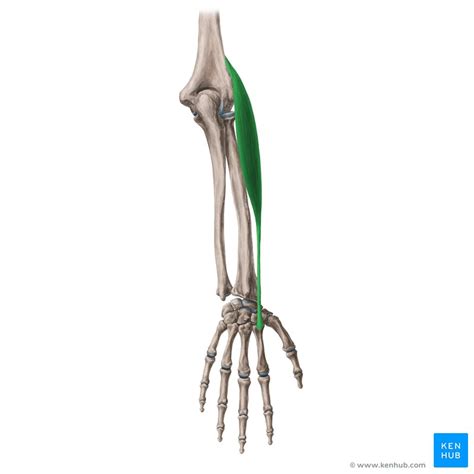 Extensor Carpi Radialis Longus Anatomy Supply Function Kenhub