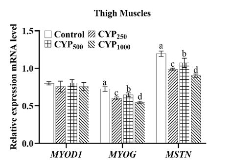 The MYOD1 MYOG And MSTN MRNA Expressions Of Thigh Muscle In Broilers