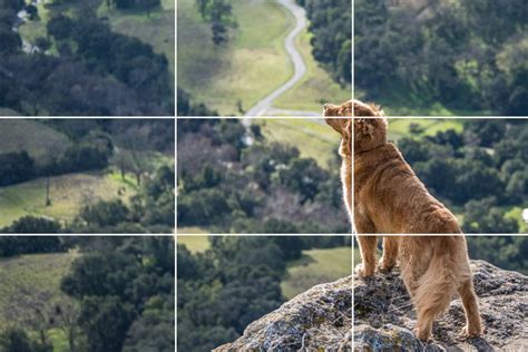 What Is The Rule Of Thirds How To Best Use It In Photos