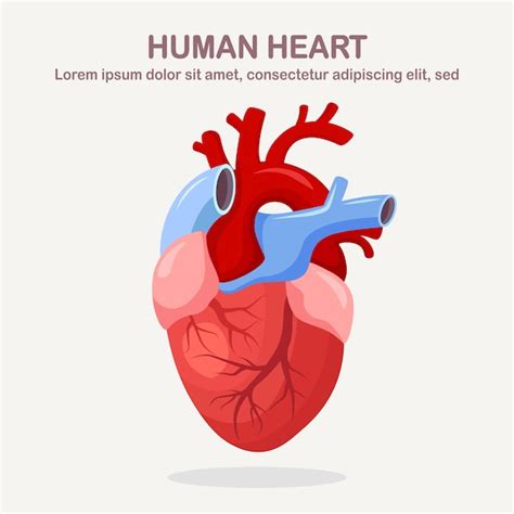 Anatomia Del Corazon Humano Aislada Sobre Fondo Blanco Vector Premium ...