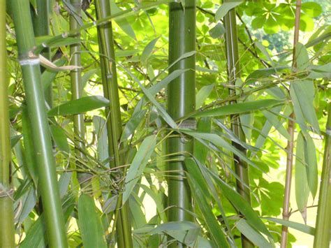 Gambar Menanam Bidang Bunga Makanan Hijau Menghasilkan Botani