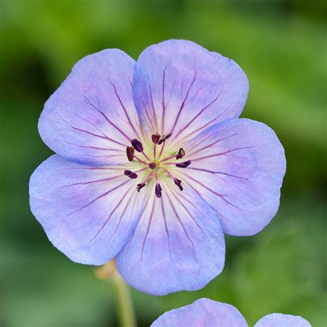 Geranium Azure Rush Van Berkum Nursery