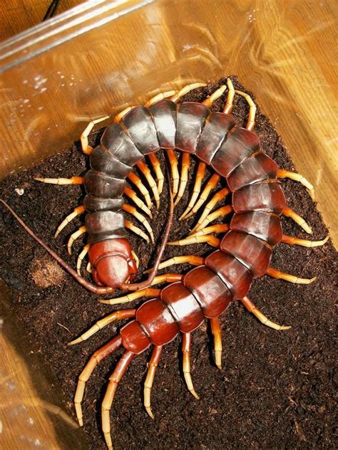 76 Best Of Scolopendra Gigantea Price - insectza