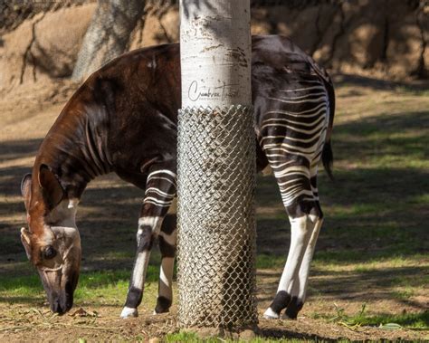 Wild Wild Animals in the San Diego Zoo Safari Park | Crumbs on Travel