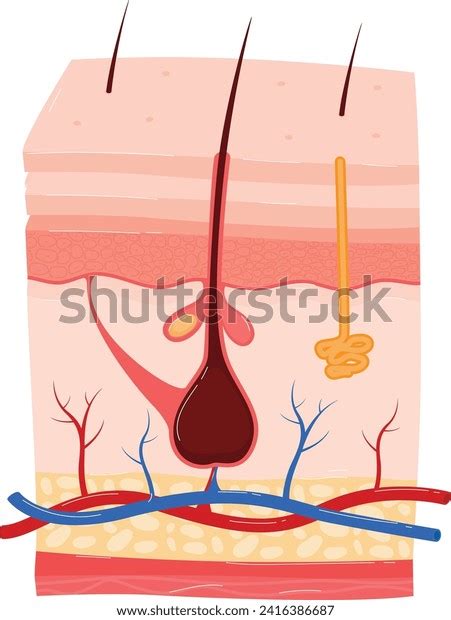 Detailed Crosssection Human Skin Showcasing Hair Stock Vector Royalty