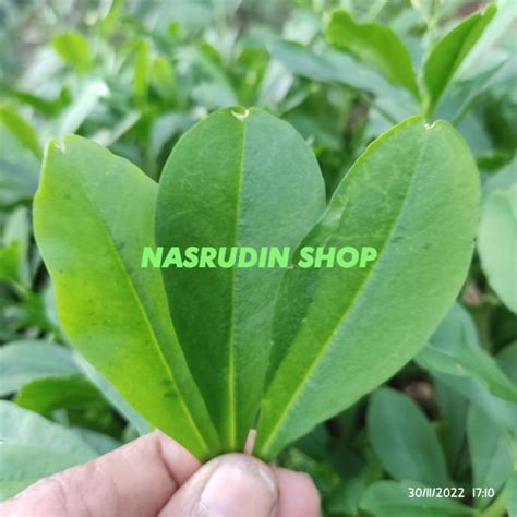 Jual Daun Ginseng Jawa Lembar Daun Gingseng Jawa Segar Talinum