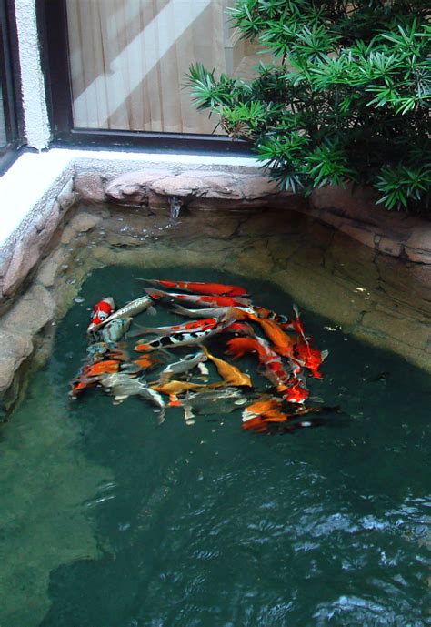 Fish Pond System and Maintenance - Crystal Pools Company