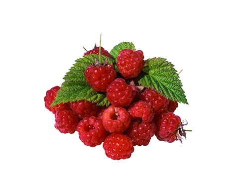 Berry Png Transparent Background 29228782 Png