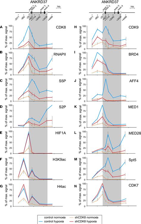 Hif A Employs Cdk Mediator To Stimulate Rnapii Elongation In Response