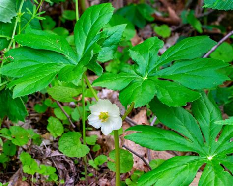 Podophyllum