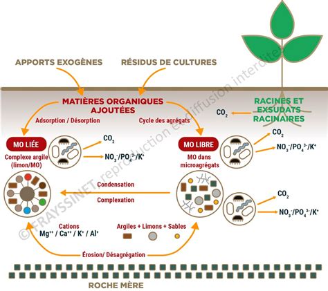 Comprendre La Fertilisation Organique Frayssinet