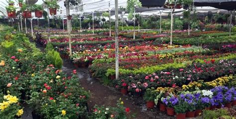 San Luis Tlaxialtemalco Flower Market Xochimilco Mexico City