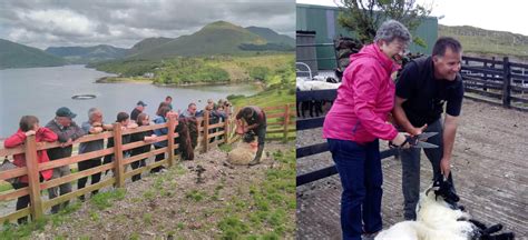 Take A Guided Sheep Farm Tour in Ireland | Vagabond 🐑