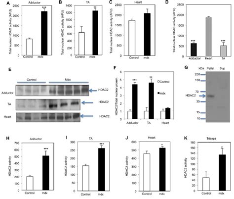 Total Nuclear HDAC Activity And HDAC2 Protein Level And Activity Are