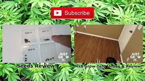 How To Germinate Cannabis Seeds 100 SUCCESS RATE YouTube