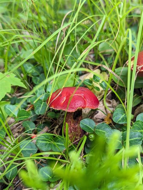 Frosts Bolete Identifying Foraging And Edibility Mushroom Appreciation