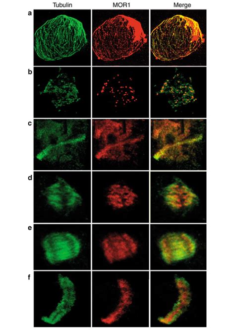 Mor1 Associates With Microtubules And Oryzalin Induced Tubulin