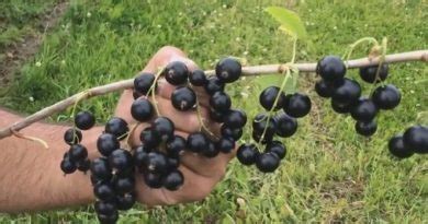 Смородина Аркадия - описание сорта черной смородины