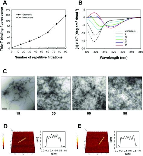 Filtration Dependent Amyloid Fibril Formation Of The A Synuclein