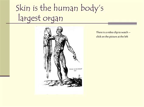 body largest organ  shauna nunez blog