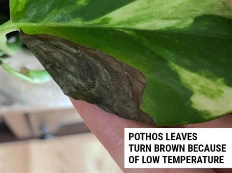 10 Reasons Why Pothos Leaves Are Turning Brown And How To Fix It World Of Garden Plants