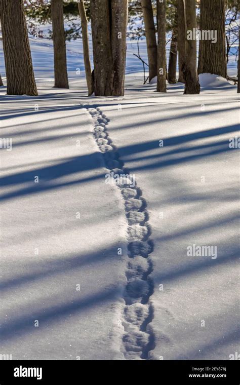 Squirrel tracks snow hi-res stock photography and images - Alamy