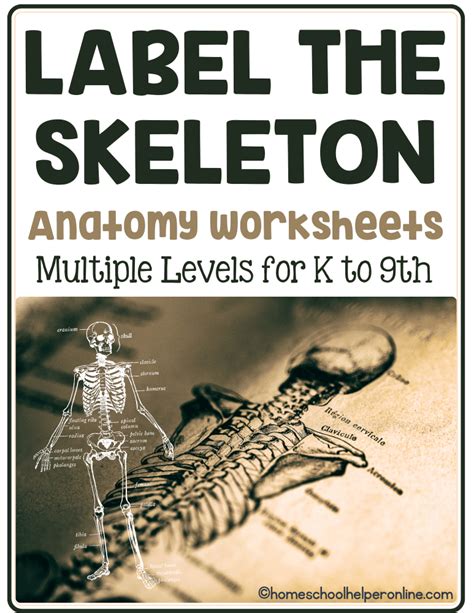 Human Anatomy Skeleton Labeling Worksheets In 3 Levels Worksheets