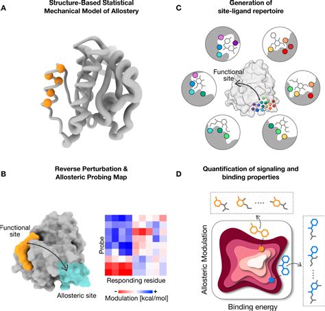 Toward The Design Of Allosteric Effectors Gaining Comprehensive