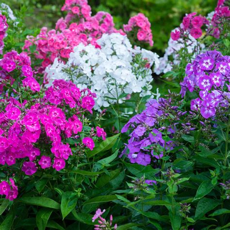 Annual Phlox Seeds Tall Mix Flower Seeds In Packets And Bulk Eden