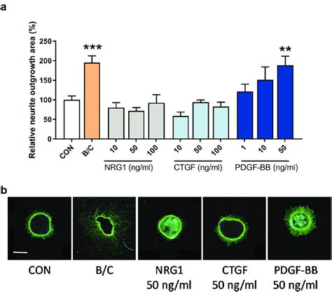 Neurite Outgrowth In Retinal Explants Incubated With Selected Growth