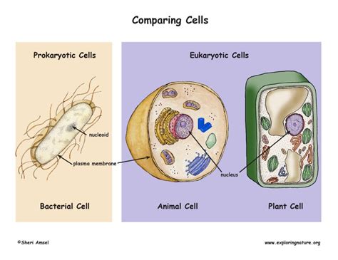 Prokaryotic Cells Vs Eukaryotic Cells Poster