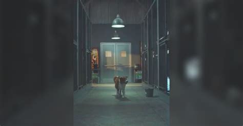 This Pedigree Ad About Dog Adoption Will Pull At Your Heartstrings