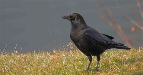 Raven Behavior - AnimalBehaviorCorner