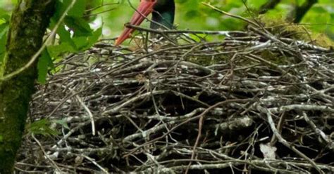 Montigny L S Vaucouleurs Rendez Vous Avec La Cigogne Noire Ce Samedi