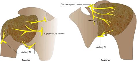 Ultrasound Guided Radial Nerve Block