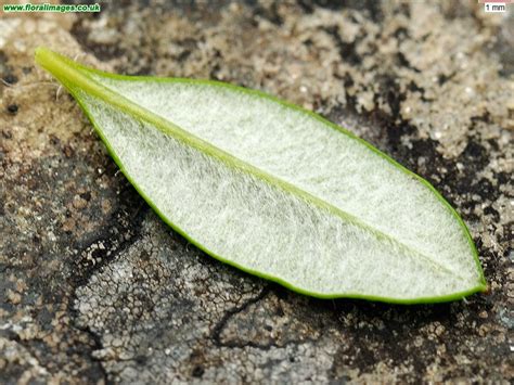 daboecia  scotica picture